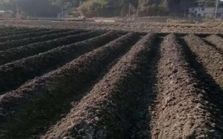 玉米的種植方法，首先要選擇合適的品種種植