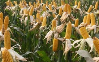 富友1911玉米品種的特性，中抗灰斑病