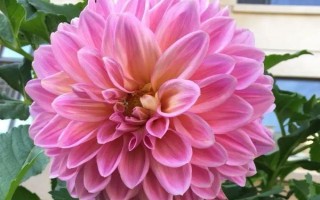 大麗花的開放時間，花期6-12月份