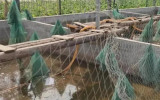 怎么養(yǎng)殖甲魚，每天可以投喂3次