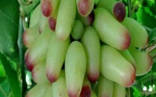 哪個品種的提子好吃，常見的有美人指、溫克提子、黑珍珠等