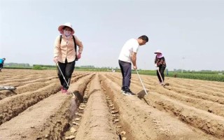 生姜的病蟲害防治方法，可增施鉀肥防治