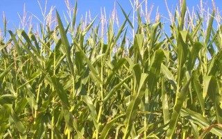 平安177玉米品種的特性，出苗至成熟128天