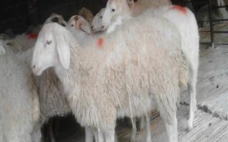 怎么選擇養(yǎng)羊的品種，根據(jù)市場需求來選擇品種