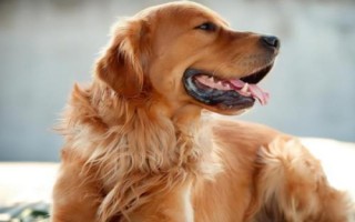 犬肉毒梭菌毒素中毒診斷要點(diǎn)，多見(jiàn)于夏季