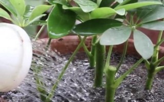 鵝掌木怎么養(yǎng)，每隔5-10天給植株澆水一次
