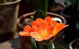 夏季君子蘭種植技術(shù)，白天應(yīng)將其置于見不到陽光的室內(nèi)