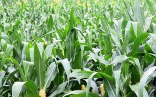 華慶105玉米種子簡介，在適應(yīng)區(qū)5月5日左右播種