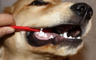 狗狗口臭的原因，可能是患有口腔和牙科病