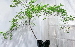 吊鐘樹怎么水培，要每隔一周更換一次清水