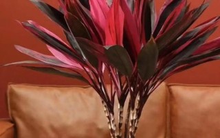 紅運竹葉子發(fā)黃的處理方法，可適當遮蔭或增加澆水等