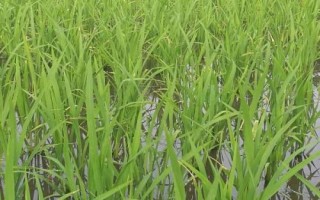 普育1816水稻種子介紹，普通粳稻品種