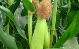 強(qiáng)碩68玉米品種的特性，注意防治瘤黑粉病等病害