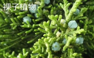 有哪些常見的裸子植物，包括松樹、柏樹、銀杏樹等品種