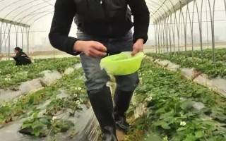 草莓一般用什么肥料，基肥可選擇有機(jī)肥或農(nóng)家肥