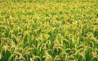 天優(yōu)華占水稻種子簡介，每畝有效穗數(shù)18.9萬穗