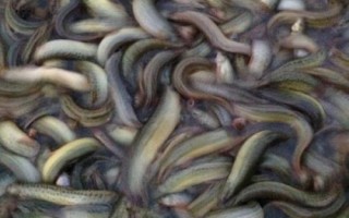 泥鰍是不是魚，是鰍科魚類的統(tǒng)稱