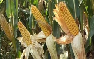 金科玉3306玉米種子特點，適宜播期4月下旬