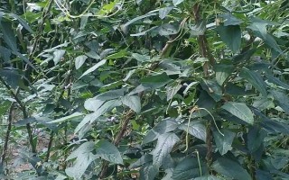 豆角爬滿架但不開(kāi)花怎么辦，增施磷鉀肥可促進(jìn)花芽分化