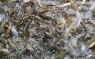 養(yǎng)殖泥鰍所需環(huán)境，需從水庫、江河、湖泊中獲取干凈的水源