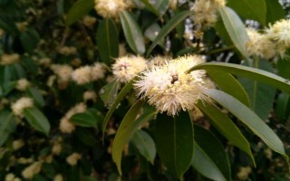 野桂花簡(jiǎn)介，一般是指柃木