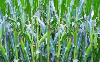 正興3號玉米種子簡介，四川3月中旬至4月初為適播期