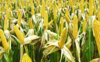 京科246玉米品種簡(jiǎn)介，注意防治瘤黑粉病等易感病害