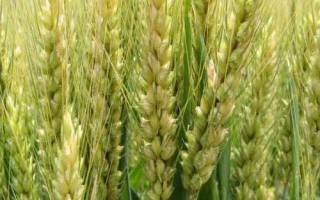WF405小麥種子特征特性，平均生育期235天