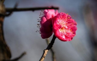 梅花的開(kāi)放時(shí)間，通常為1-3月份