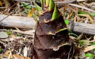 竹筍什么時(shí)候長出來，不同品種的竹子發(fā)筍時(shí)間不一樣
