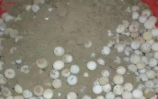 甲魚(yú)一次能產(chǎn)幾個(gè)蛋，通常為24-30個(gè)左右