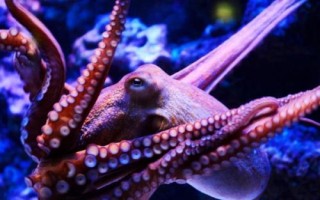 章魚是什么魚，不是魚類而是一種軟體動物