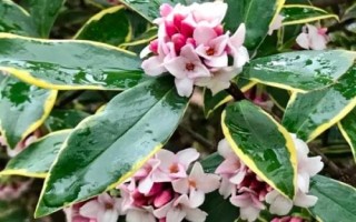 瑞香花和結(jié)香花的區(qū)別，枝干、葉片和花朵均不同