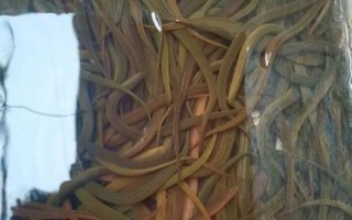 養(yǎng)殖黃鱔的要點(diǎn)，每隔5-7天要換1次水