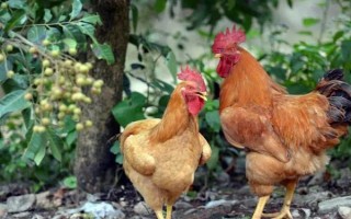 家禽是指哪些動(dòng)物，是指家雞、火雞、珍珠雞等