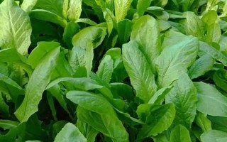 陽臺種植菠菜的方法，日常要保持土壤微微濕潤