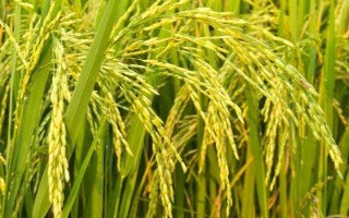 揚(yáng)秈優(yōu)768水稻種子簡(jiǎn)介，當(dāng)每畝莖蘗苗達(dá)夠穗苗時(shí)