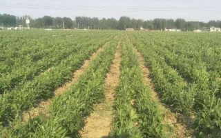 白術(shù)的管理方法，幼苗出土后要及時除草翻耕