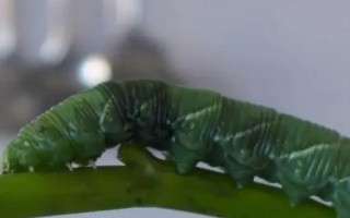 菜青蟲有幾條腿，沒有腿只有呈扁平狀的足