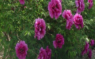 花卉矮化栽培技術(shù)，可采用無(wú)性繁殖或整形修剪等