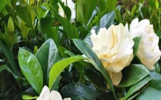 梔子花冬季是否會(huì)落葉，冬天落葉是正常情況