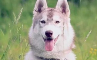 狗狗肛門腺炎的癥狀，早期患犬表現(xiàn)出不斷舔舐肛門
