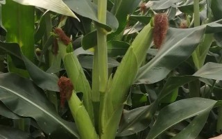 登海3721玉米品種的特性，高抗莖基腐病和紅葉病