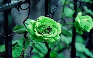 綠玫瑰的花語(yǔ)，寓意愛(ài)情憧憬、愛(ài)情長(zhǎng)存、純真簡(jiǎn)樸等