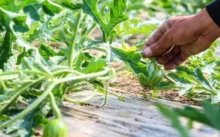 西瓜整枝打杈留瓜的方法，留瓜通常選擇在第二、三雌花處