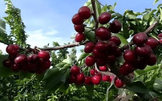 車(chē)?yán)遄拥姆N植環(huán)境介紹，可以在每年4-5月份進(jìn)行種植