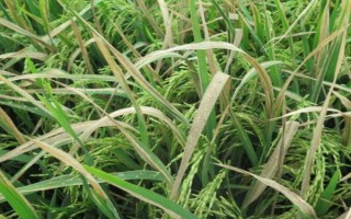 噻菌銅的應(yīng)用范圍，可防治水稻白葉枯病、柑橘瘡痂病等細(xì)菌性病害