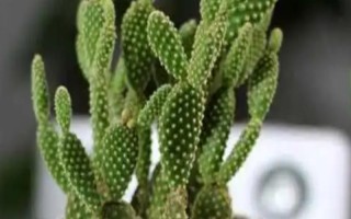 仙人掌的小絨毛無法拔出怎么辦，沖洗受傷處再用鑷子順著絨刺的方向?qū)⑺纬? /></p><h2>一、仙人掌的小絨毛無法拔出怎么辦</h2><p>1、當仙人掌的小絨毛刺刺入手中拔不出來時，需要用自來水或者肥皂水充分沖洗被刺傷的部位，然后用鑷子、拔刺工具等順著小絨刺的方向?qū)⑵浒纬⒁獠豢砂汛膛獢?，若局部出現(xiàn)過敏情況，要盡快前往醫(yī)院就醫(yī)。</p><p>2、仙人掌是仙人掌科縮刺仙人掌的變種，為叢生肉質(zhì)灌木，原產(chǎn)于熱帶、亞熱帶地區(qū)，其株高在1.5-3米之間，上部分枝為綠色至藍綠色，表面無毛但被有黃色的刺，倒刺直立堅硬，花朵單生或簇生于頂部。</p><p>3、養(yǎng)殖仙人掌的過程中，可以用沙土、腐葉土、泥炭土或珍珠巖混合配制養(yǎng)土，促使根系生長旺盛，而且生長期間，等土壤干燥后再澆水，并每月施加一次稀薄的有機肥，切忌施加濃肥或生肥，此外確保仙人掌每天受光6小時以上。</p><p style=