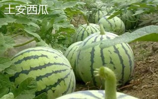 山東泰安市的水果特產