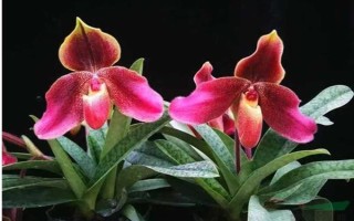 帶葉兜蘭的花期，花期在春季4-5月之間